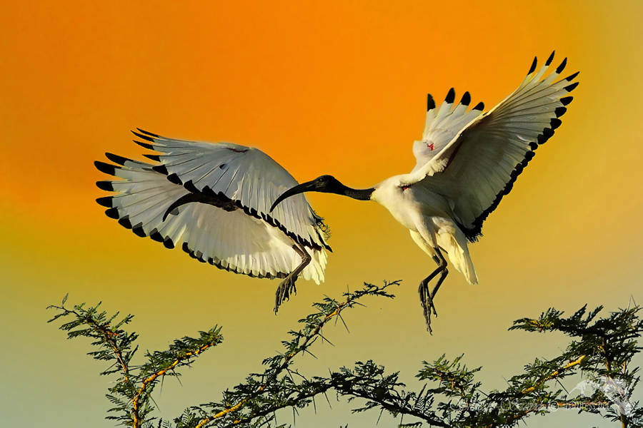 Ibis posvátný (Threskiornis aethiopicus)