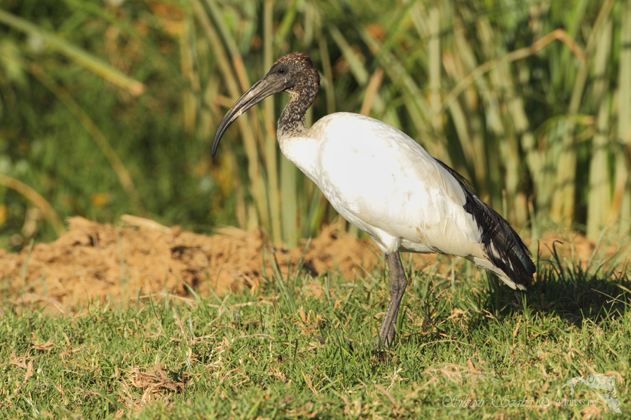 Ibis posvátný (Threskiornis aethiopicus)