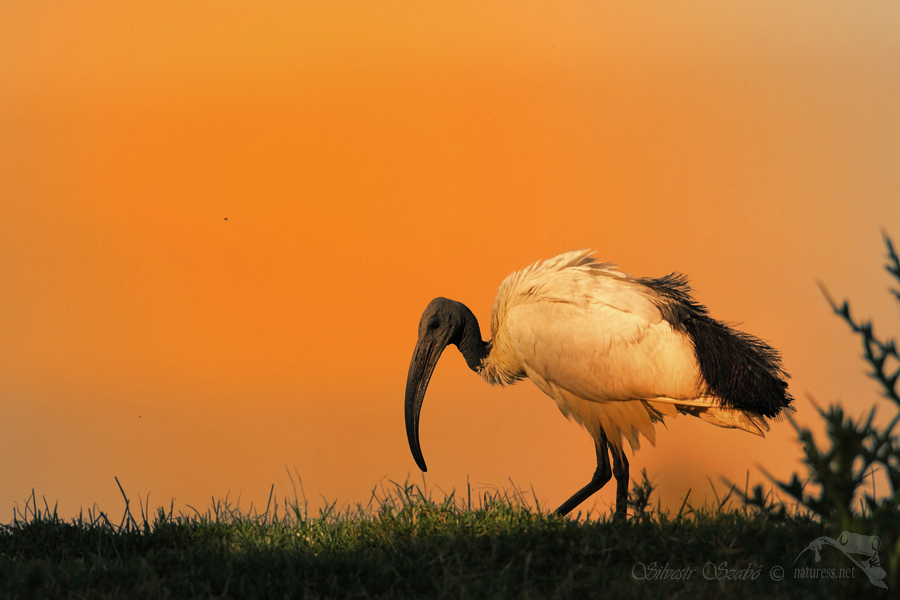 Ibis posvátný (Threskiornis aethiopicus)