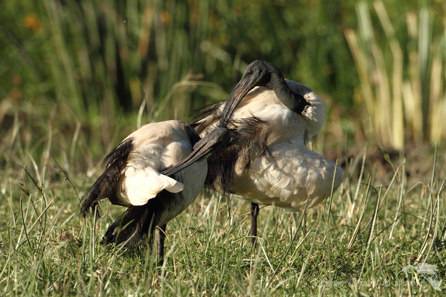 Ibis posvátný (Threskiornis aethiopicus)