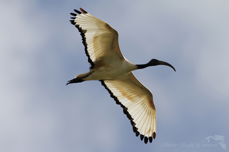 Ibis posvátný (Threskiornis aethiopicus)