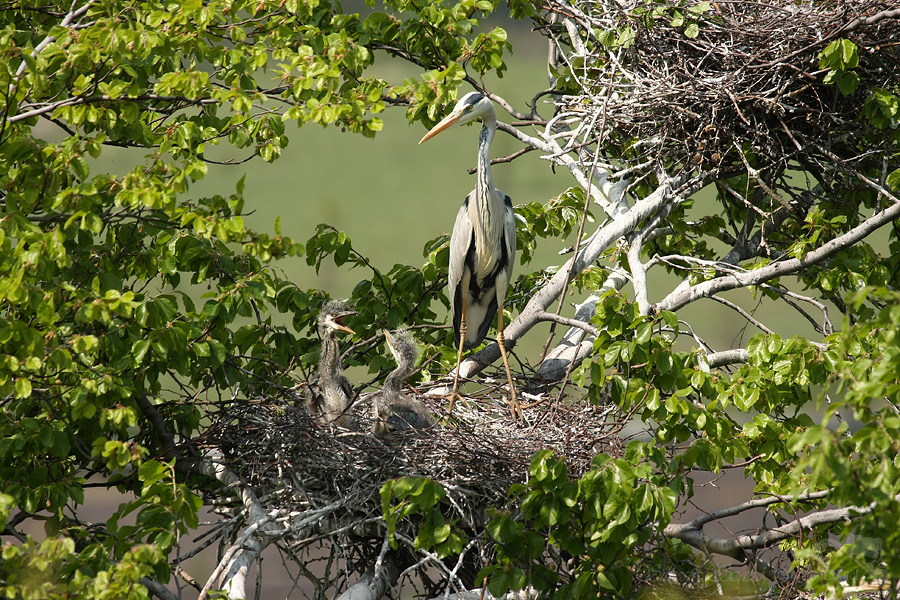 Volavka popelav&aacute; (Ardea cinerea)