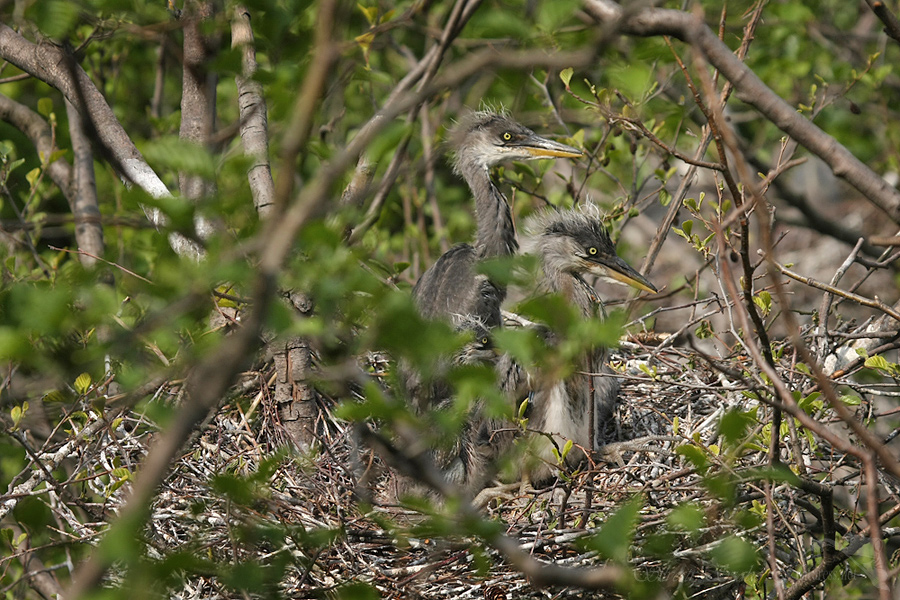  Volavka popelav&aacute; (Ardea cinerea)