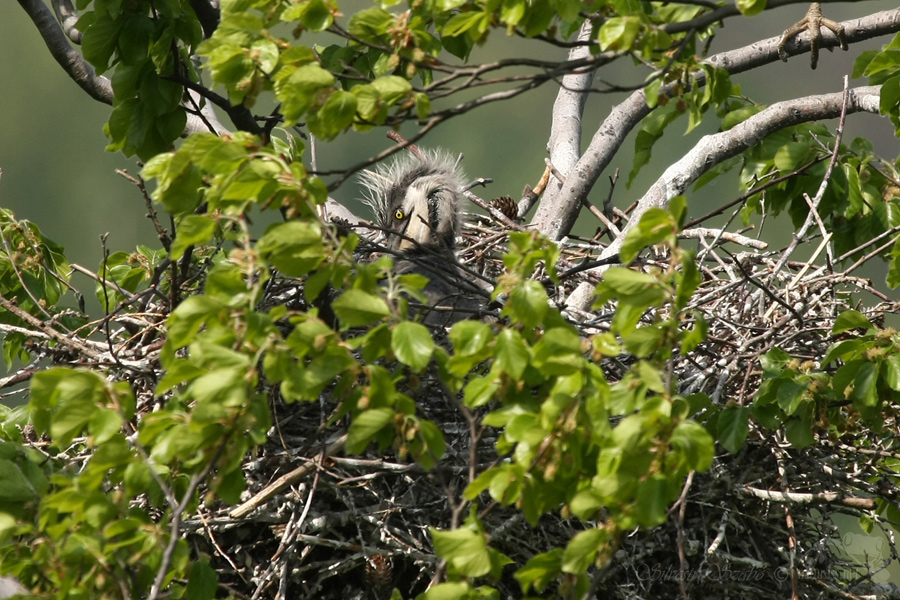  Volavka popelav&aacute; (Ardea cinerea)