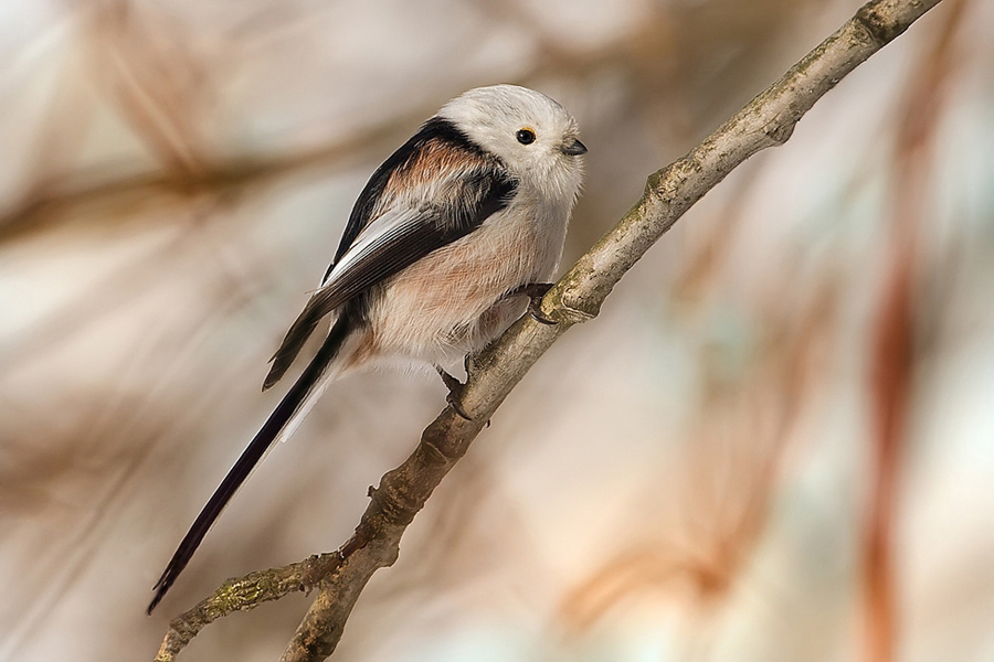 Mlynařík dlouhoocasý (Aegithalos caudatus)