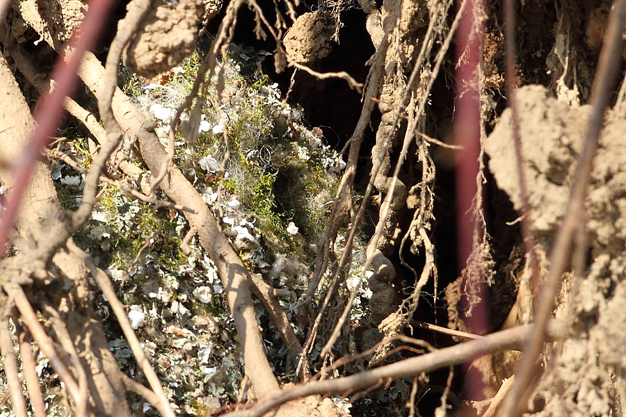 Mlynařík dlouhoocasý (Aegithalos caudatus)