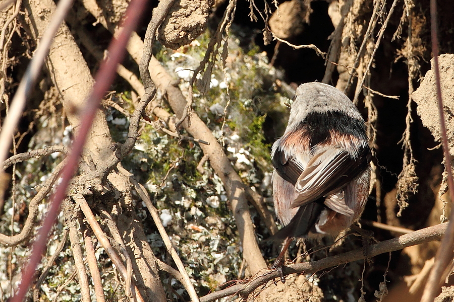 Mlynařík dlouhoocasý (Aegithalos caudatus)