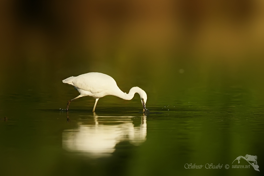 Volavka stř&iacute;břit&aacute; (Egretta garzetta) 