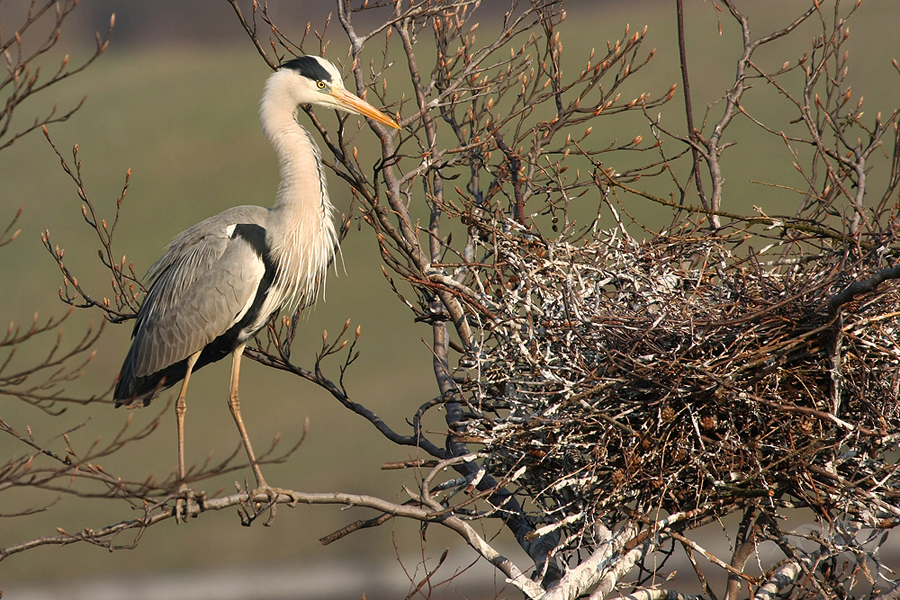 Volavka popelav&aacute; (Ardea cinerea)